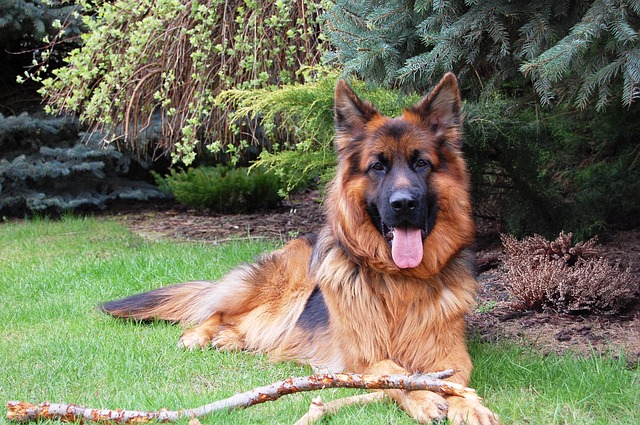 german-shepherd dog