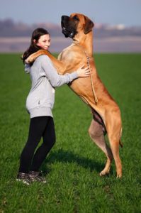 girl with great dane standing up toy