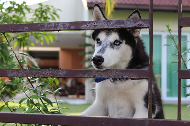 husky dog looking through fence