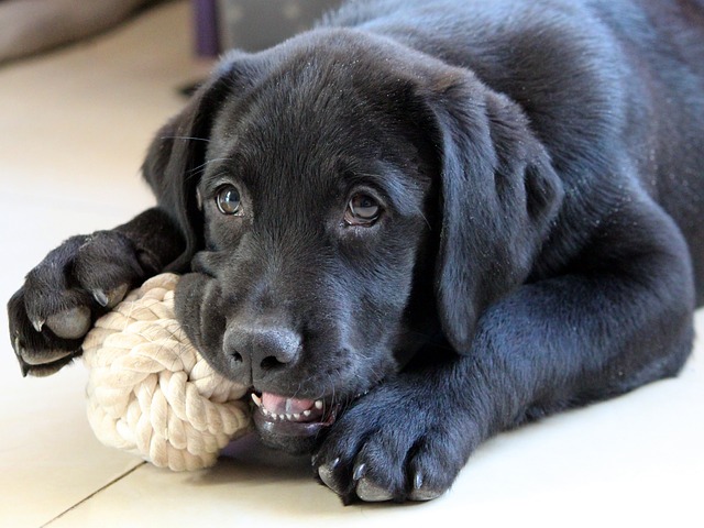 labrador with rope toy