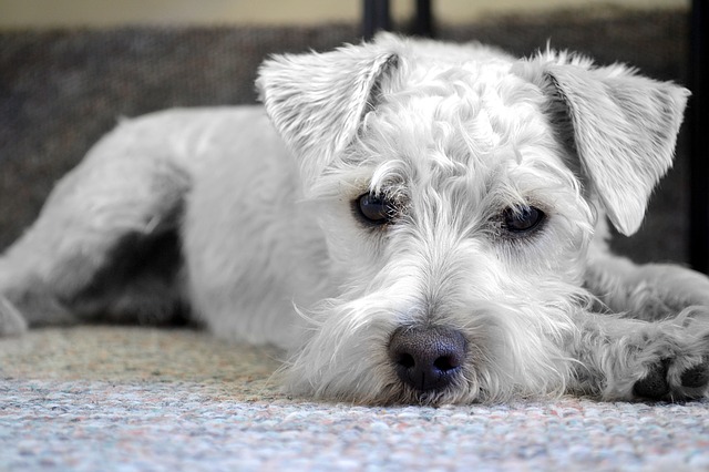 schnauzer bored dog