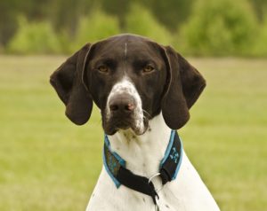 short-haired-german-shorthaired-pointer-2120184_640