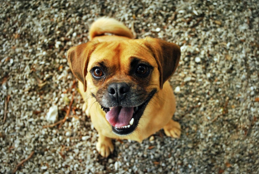 Puggle Dog Breed Temperament, Diet and Training - Platpets - Training