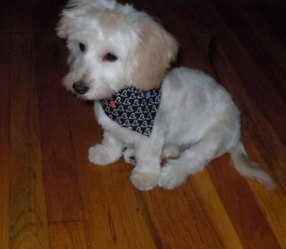 white doxiepoo