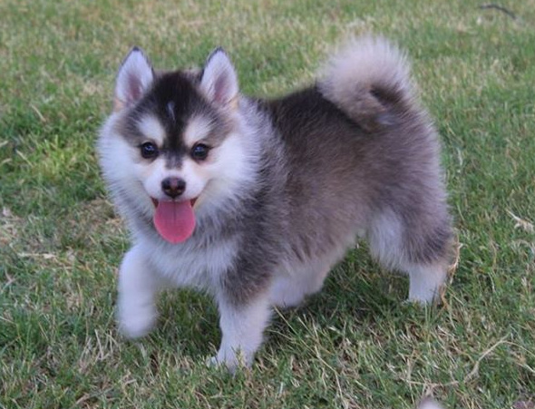 what is a pomsky puppy
