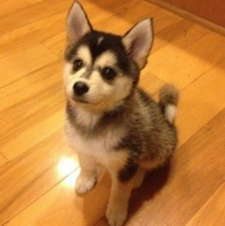 second generation pomsky