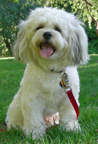 shichon adult