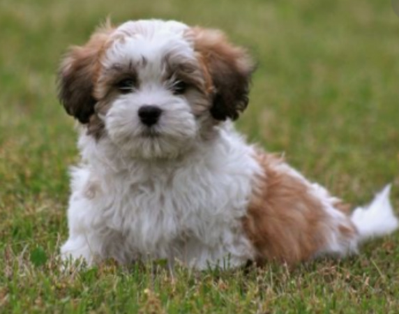 zuchon dog breed