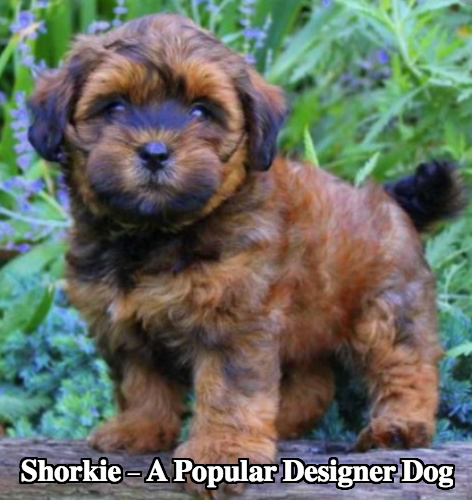 Shorkie Size Chart