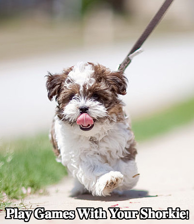 Shorkie Dog Temperament Diet and 