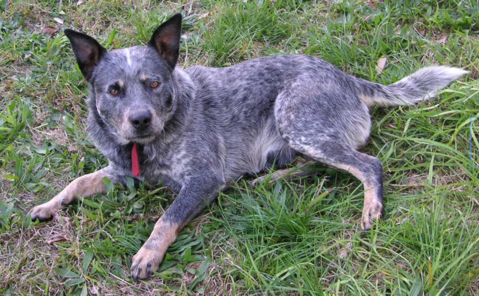 blue heeler health