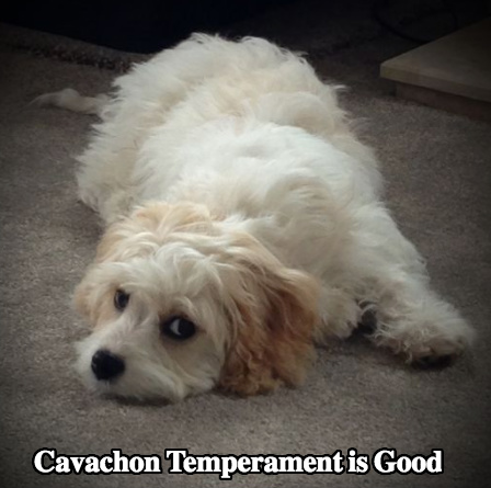 cavachon club