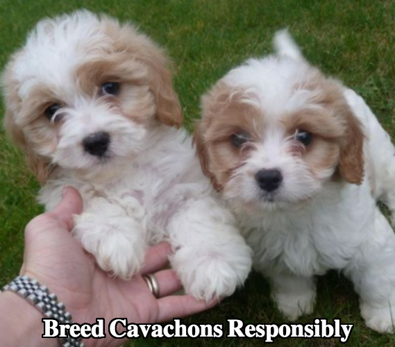 cavachon club