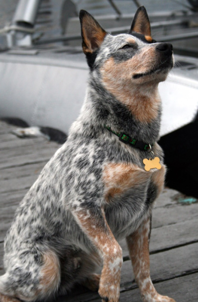 heeler traits