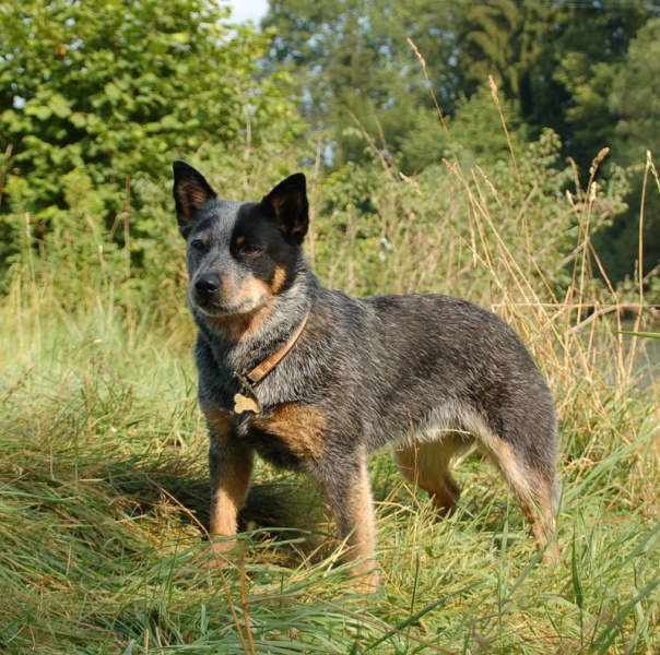 grooming blue heelers