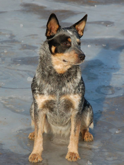 grooming blue heelers