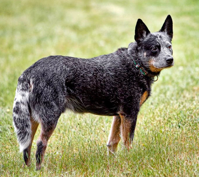 Blue Heeler Dog Breed Temperament Diet And Training Platpets