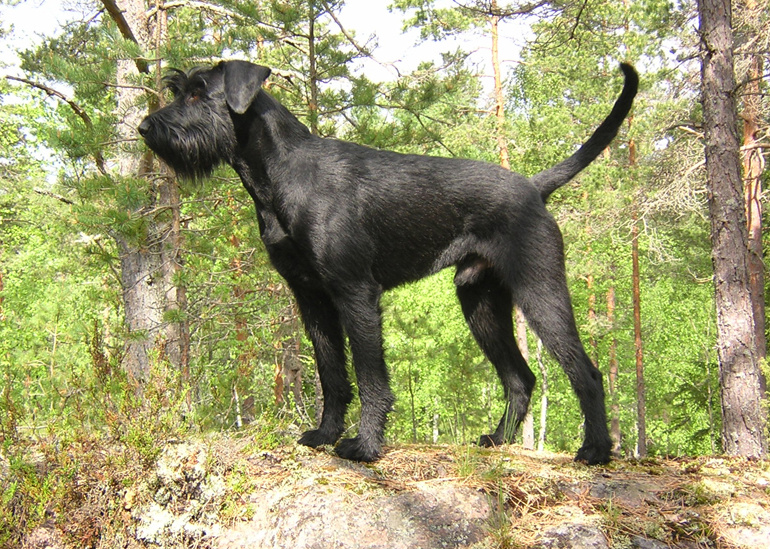 giant schnauzer shed