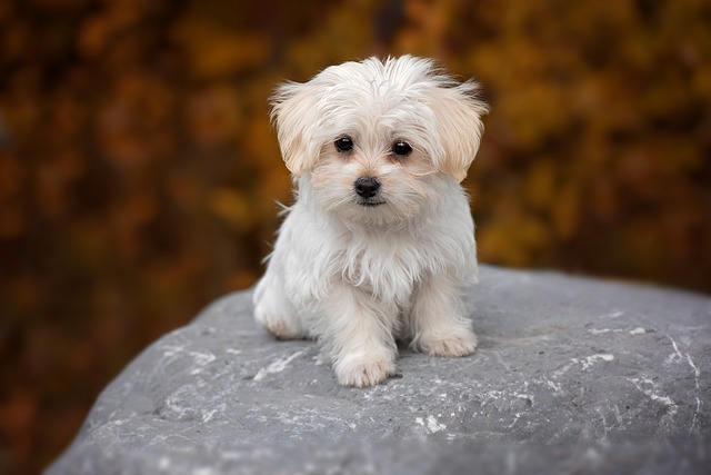 small dog breeds that dont shed