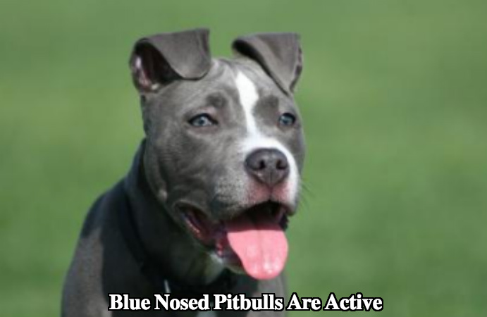 Blue Nosed Pitbulls - Platpets - Training Resources For Your Pet