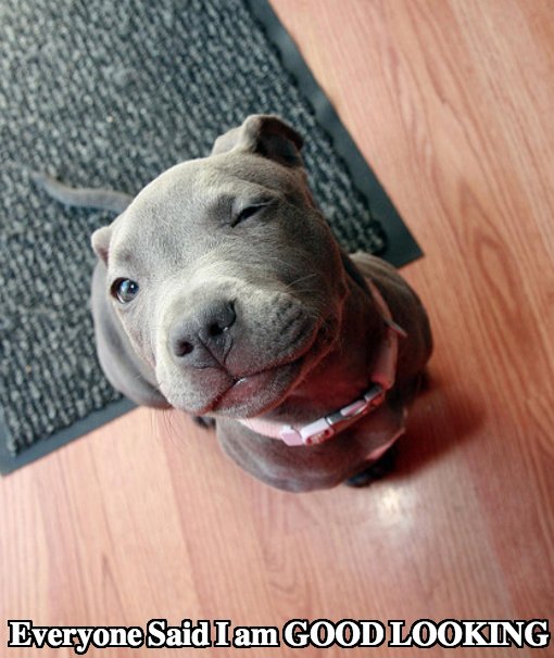 blue pitbull stuffed animal