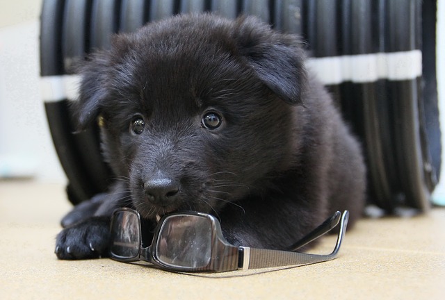 groenendael puppies