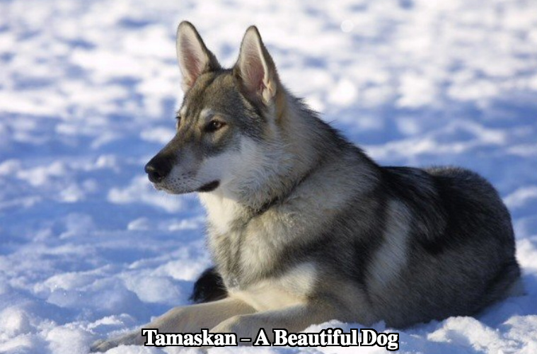 tamaskan puppies