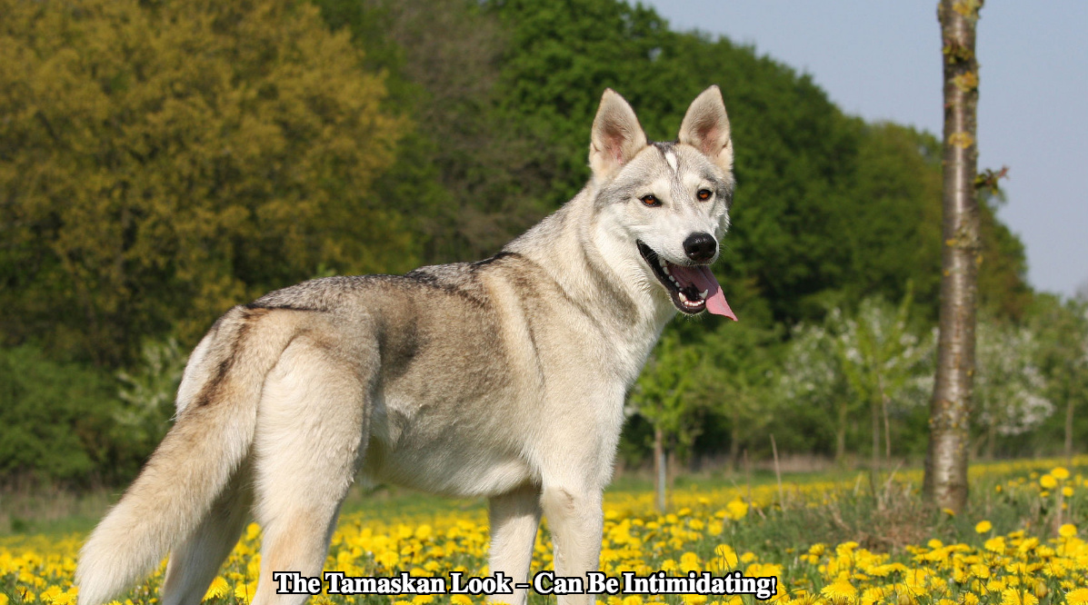 Tamaskan Dog Breed Temperament Training And Diet Platpets Training Resources For Your Pet